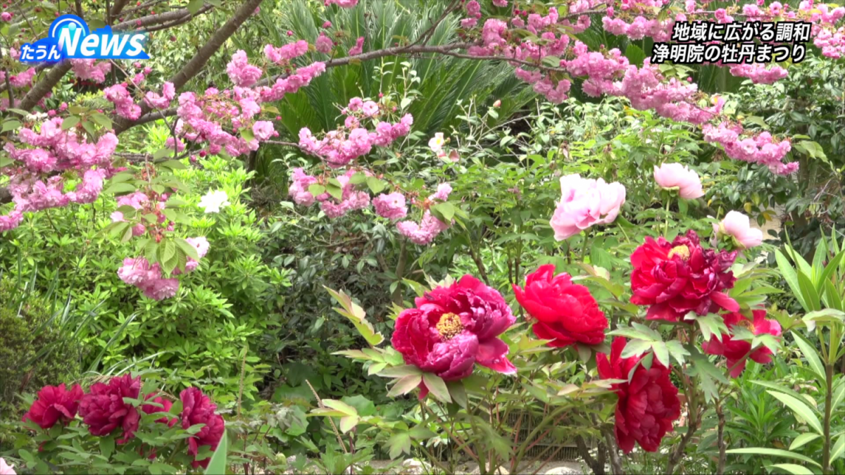 牡丹まつり