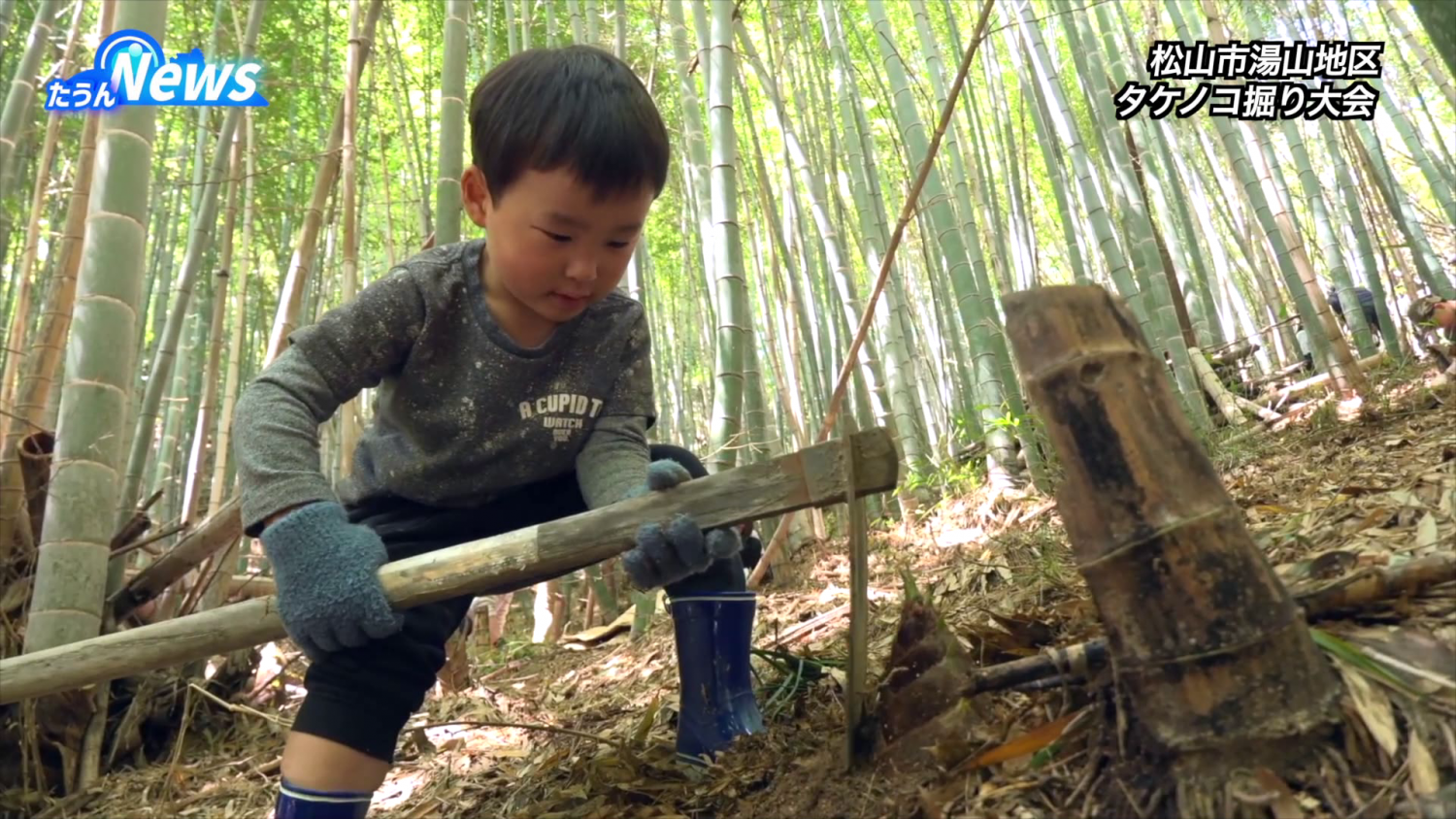 湯山地区 タケノコ堀り大会 - 愛媛CATV｜テレビ・インターネット