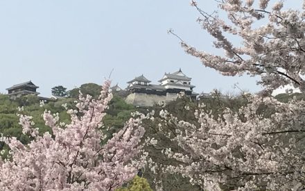 松山桜だよりを放送開始しました
