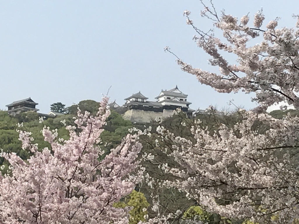 松山桜だよりを放送開始しました