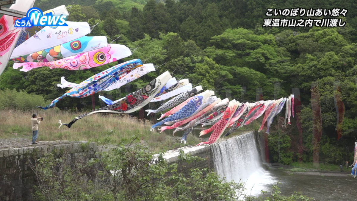 重信川こいのぼりの川渡し