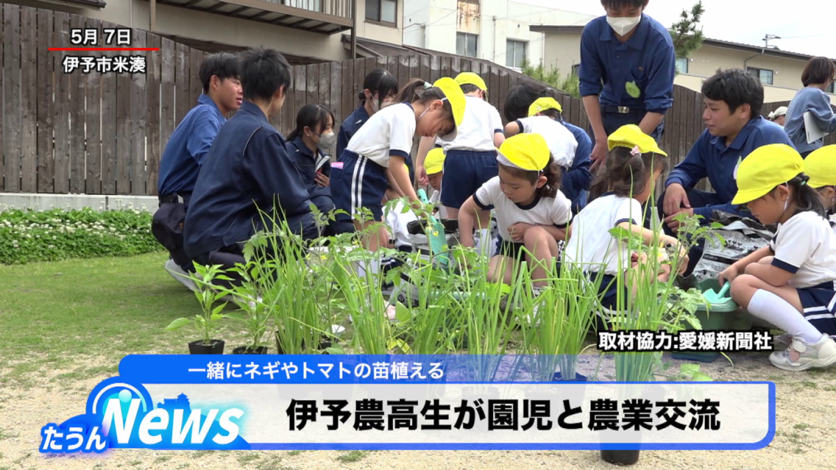 伊予農高生と園児が農業交流