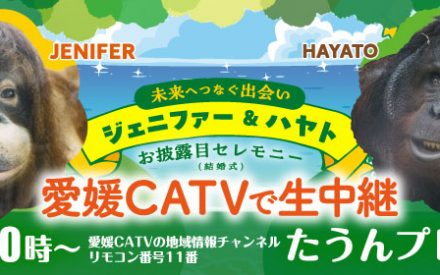 とべ動物園オランウータン「ジェニファー＆ハヤト　お披露目セレモニー（結婚式）」生中継のお知らせ