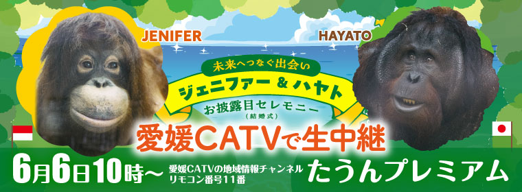 とべ動物園オランウータン「ジェニファー&ハヤト お披露目セレモニー(結婚式)」生中継のお知らせ