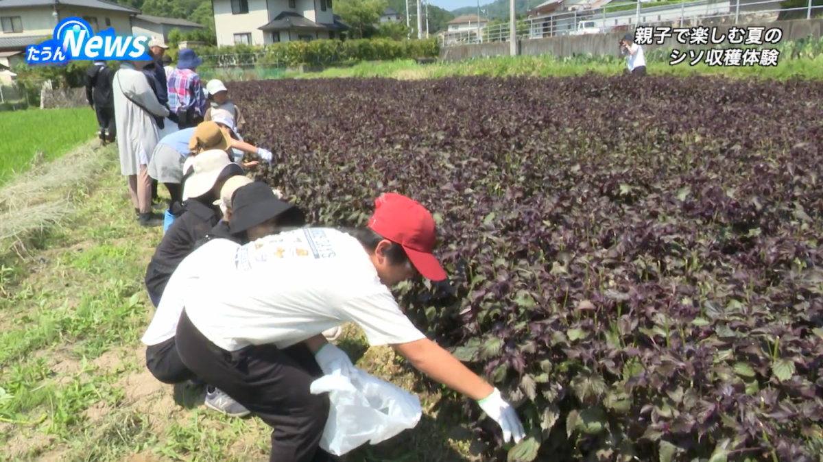 飛び出せ!えんの森 夏のシソ収穫体験