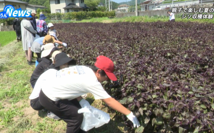 飛び出せ!えんの森 夏のシソ収穫体験
