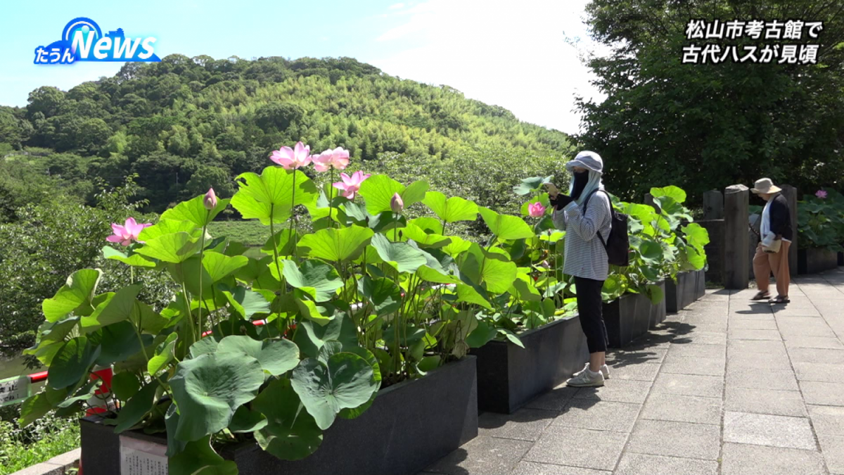松山市考古館で古代ハスが見頃