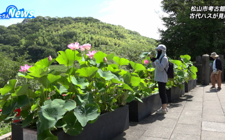 松山市考古館で古代ハスが見頃