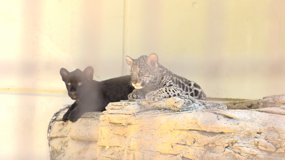 とべ動物園でジャガーの双子の赤ちゃん公開