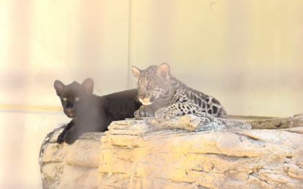 とべ動物園でジャガーの双子の赤ちゃん公開