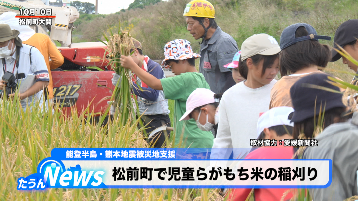 松前町で児童らがもち米の稲刈り