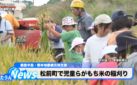 松前町で児童らがもち米の稲刈り